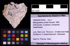 Foto (Objekt + Etiketten) von Mesogalathea striata (Remeš, 1895) (NHMW-GEO-1990-0041-0326)